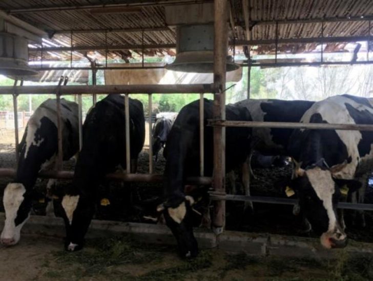 “ญี่ปุ่น” ขยายลงทุนฟาร์มเลี้ยงวัวใน “สปป.ลาว” ส่งออกเนื้อวัวเทียบชั้นโกเบ
