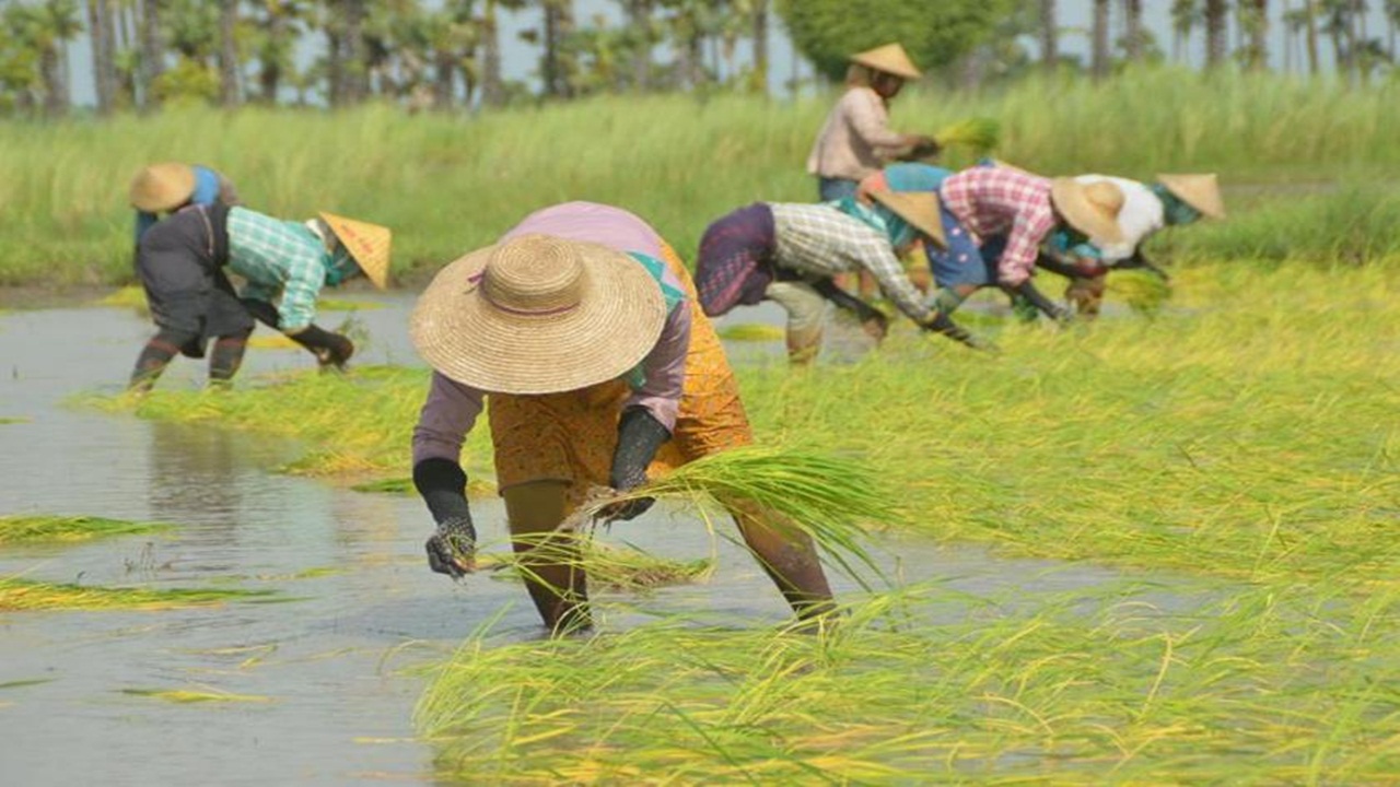รัฐบาลเมียนมามีแผนปล่อยกู้  2000 ล้านจ้าดให้เกษตรกร