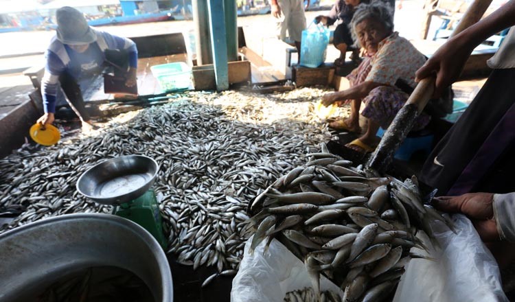 ผลผลิตปลาท้องถิ่นของกัมพูชาเพิ่มขึ้น