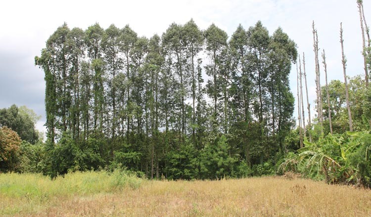 บริษัทไต้หวันวางแผนขยายการเพาะปลูกต้นไม้ในกัมพูชา