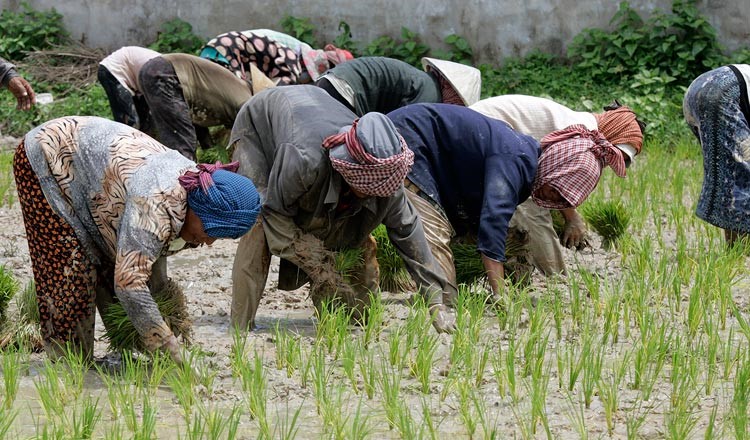 การเพิ่มขึ้นของสัญญาระหว่างเกษตรกรและผู้ค้าในกัมพูชา