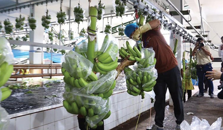 กลุ่มนักลงทุนจีนลงทุนในอุตสาหกรรมกล้วยมูลค่าโครงการกว่า 30 ล้านเหรียญ