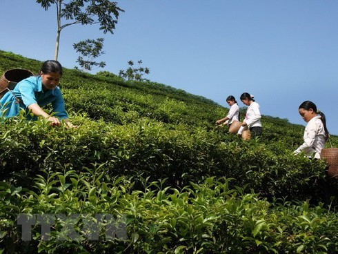เวียดนามส่งออกใบชา 14,200 ตัน ไปยังไต้หวัน ในช่วง 9 เดือนแรกของปีนี้