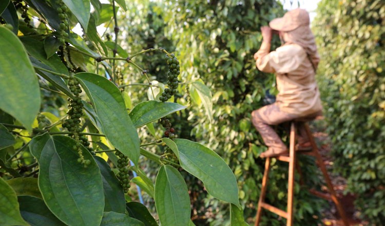 ผู้ส่งออกเรียกร้องให้เกษตรกรกัมปอตในกัมพูชาผลิตพริกไทยที่เน้นถึงคุณภาพ