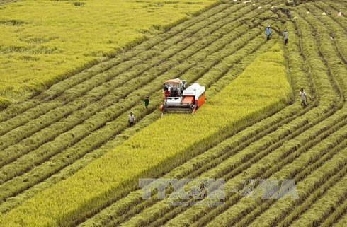 เวียดนามเผยภาคเกษตรกรรมเกินดุลการค้า 8.8 พันล้านเหรียญสหรัฐ ในช่วง 11 เดือน