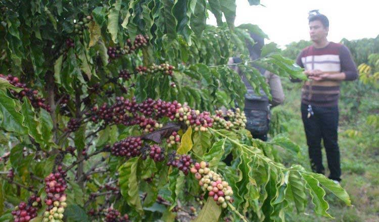 กลุ่มบริษัทซีพีสนใจร่วมลงทุนผลิตเมล็ดกาแฟในประเทศกัมพูชา