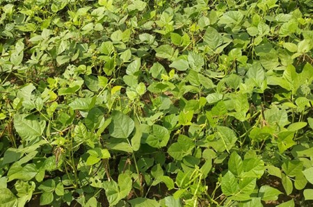 ฤดูร้อนเกษตรกรเมืองยอง อู ปลูกถั่วเขียวได้ราคาถึง 40,000 จัตต่อตะกร้า