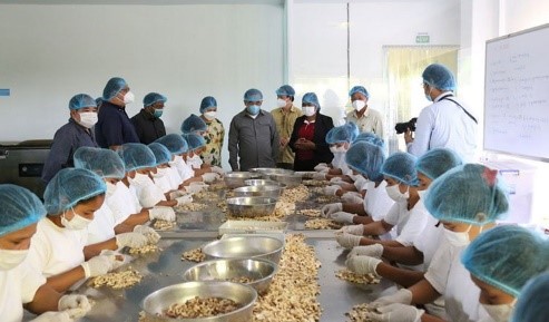 กัมพูชาตั้งเป้าเพิ่มการส่งออกเม็ดมะม่วงหิมพานต์ไปยังตลาดต่างประเทศ