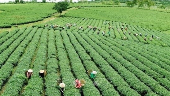 ‘เกษตรกรรมเวียดนาม’ เล็งปรับวิธีการให้เข้ากับการเกษตรยุคใหม่