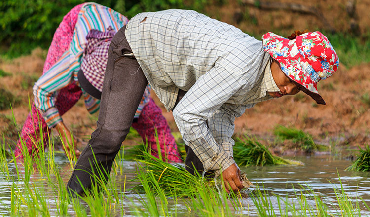 เวียดนามนำเข้าสินค้าเกษตรจากกัมพูชาแตะร้อยละ 80 ของสินค้าเกษตรทั้งหมด