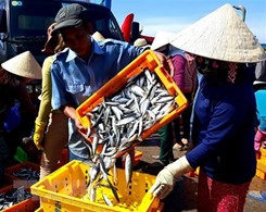 ‘เวียดนาม’ เผย 3 เดือนแรกปี 65 ผลผลิตอาหารทะเล แตะ 566,700 ตัน