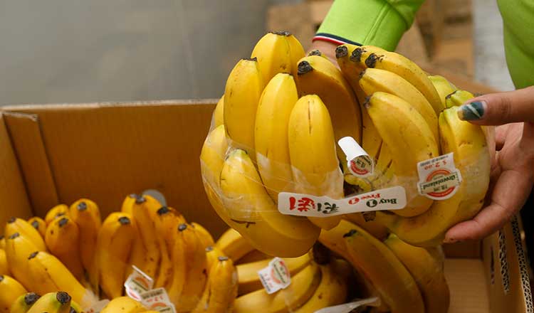กัมพูชาวางแผนเพิ่มการส่งออกกล้วยไปยังเกาหลีมากขึ้น
