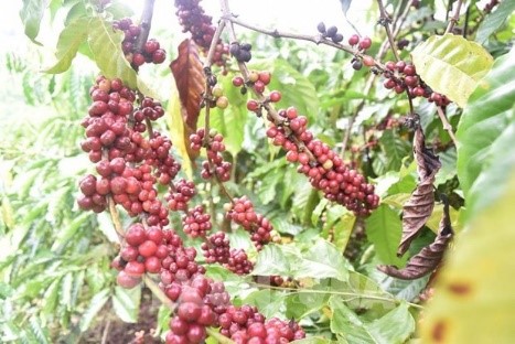 “เวียดนาม” เล็งดันส่งออกกาแฟไปยังแอฟริกา