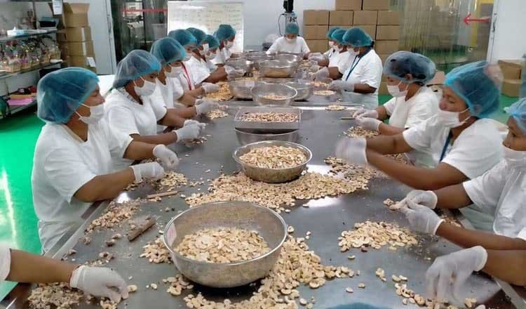 ผลผลิตเม็ดมะม่วงหิมพานต์ในกัมพูชาอาจพุ่งแตะ 1 ล้านตัน ในฤดูกาลนี้