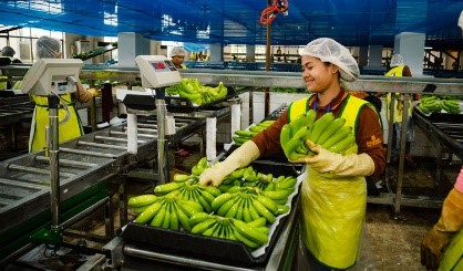 จีนเข้าลงทุนเพาะปลูกกล้วยบนพื้นที่กว่า 600 เฮกตาร์ ในกัมพูชา