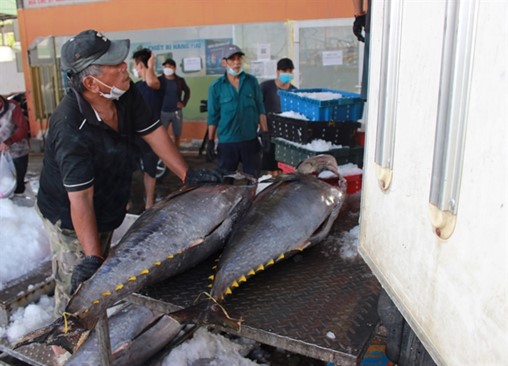 ‘เวียดนาม’ ส่งออกปลาทูน่าในช่วง 10 เดือนของปีนี้ แตะ 693 ล้านดอลลาร์สหรัฐ