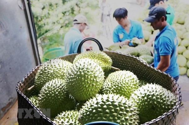 ‘เวียดนาม’ ส่งออกผักและผลไม้สูงเป็นประวัติการณ์