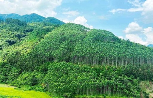 ‘เวียดนาม’ ทำรายได้จากการขายคาร์บอนเดรติคป่าไม้ ทะลุ 51.5 ล้านดอลลาร์สหรัฐ
