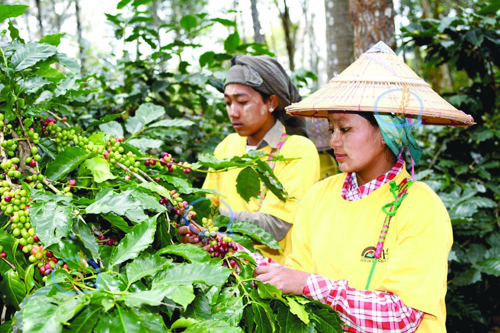 ความต้องการกาแฟที่ปลูกในท้องถิ่นของเมียนมาเพิ่มขึ้นทั้งในตลาดในประเทศและต่างประเทศ
