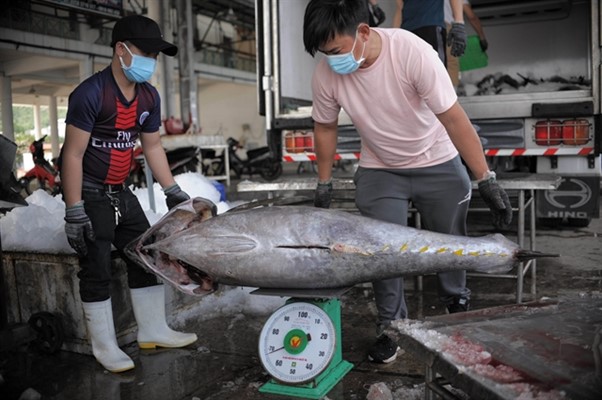 ‘ตะวันออกกลาง’ ผู้นำเข้าปลาทูน่ารายใหญ่อันดับ 4 ของเวียดนาม