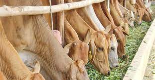 บริษัทผลิตเนื้อวัวของ สปป.ลาว เล็งส่งออกเนื้อวัวไปยังจีนมากขึ้น