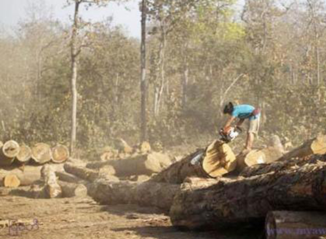 การส่งออกผลิตภัณฑ์ป่าไม้ของเมียนมาทะลุ 65.7 ล้านเหรียญสหรัฐในช่วง 11 เดือน